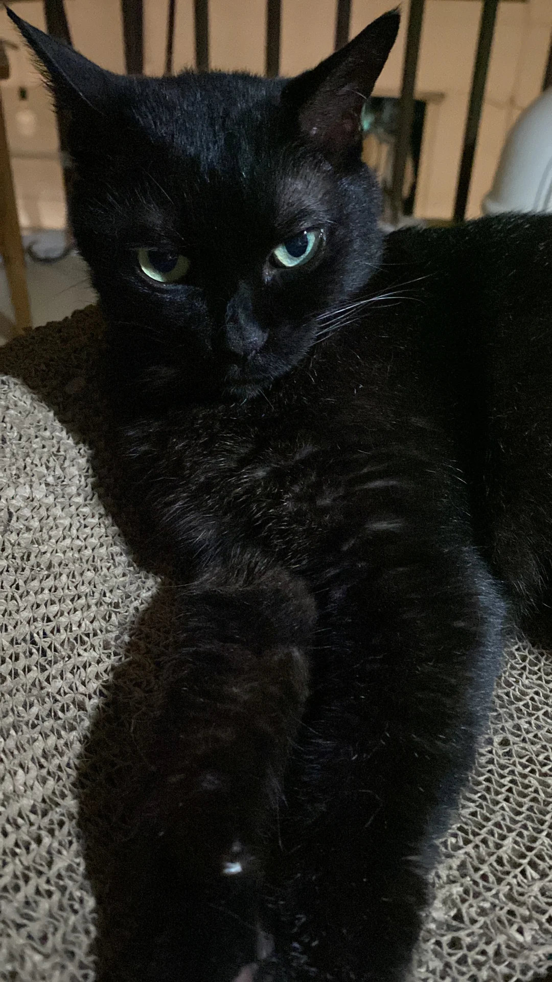 黑猫的目光都这么凌冽的吗😂