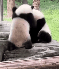 渝可和渝爱怎么打着打着就长大了呢？我满心满眼都还是兄妹俩小鼻嘎时期的软萌样子，没