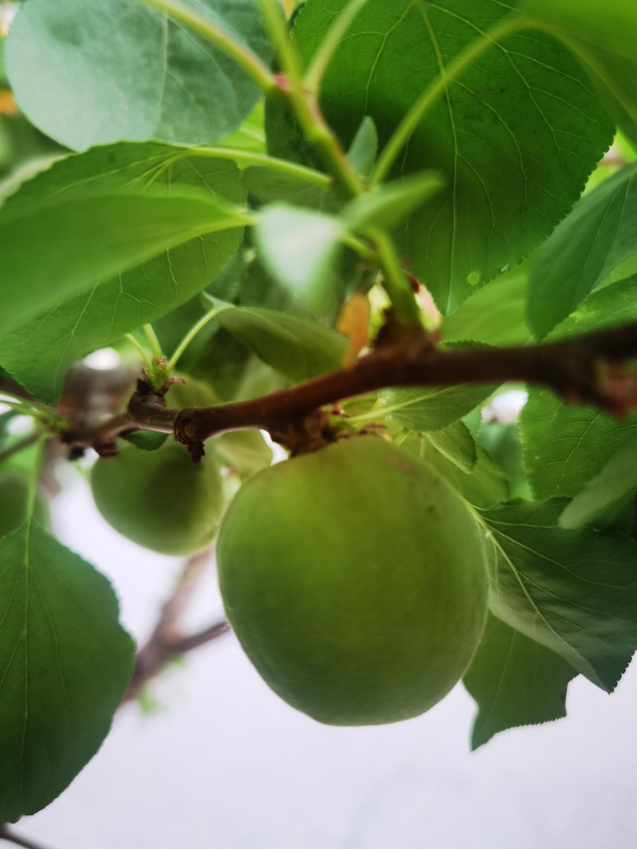 杏花凋谢
变出杏子
几天功夫
杏子长大
绿色杏子
看着可爱
阳光普照
待杏变黄