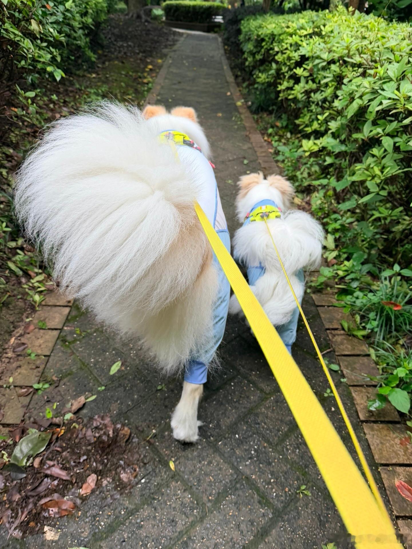 这大尾巴 
