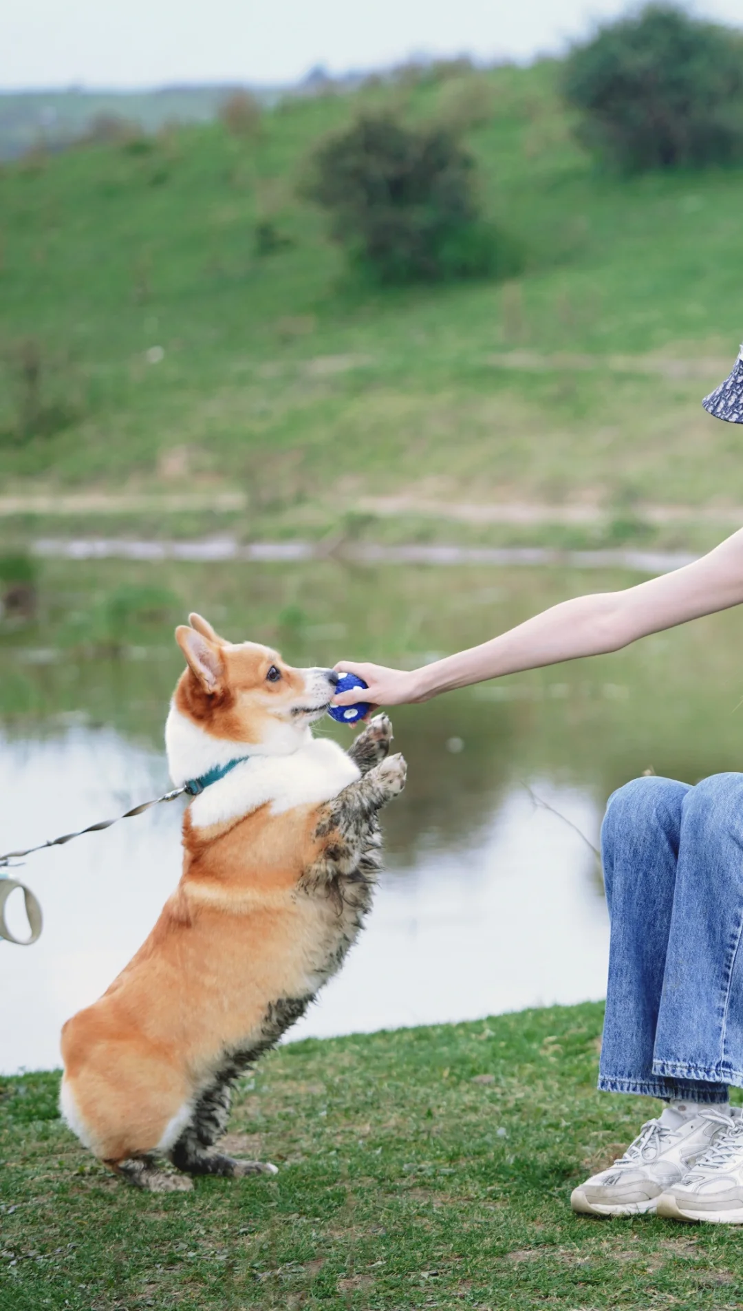 猛犬出没！小心我站起来打你膝盖骨