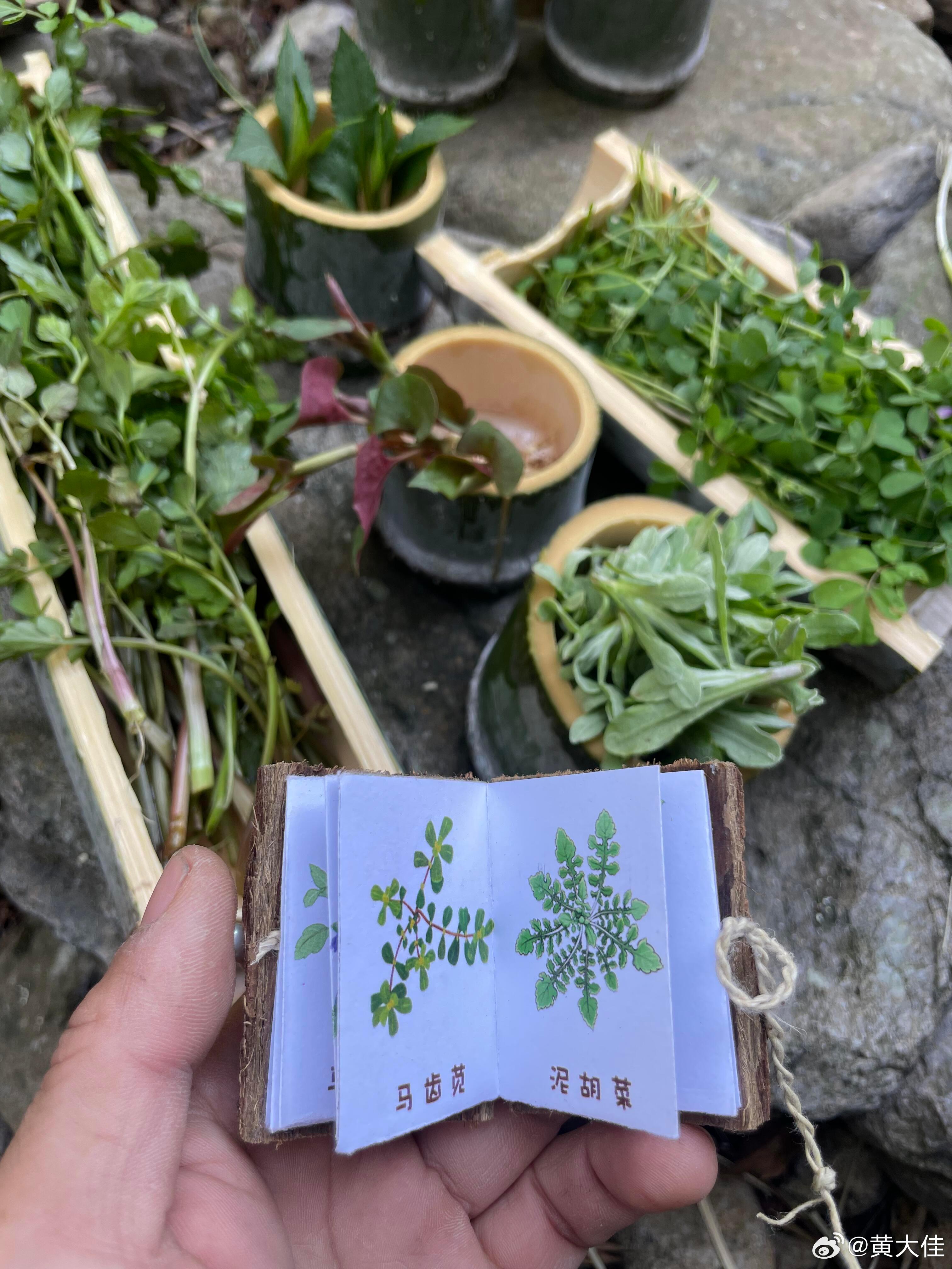 我在野餐很想和你交换春天 论在春天 打野菜人的自我修养！你好春天开学焕个新人设 