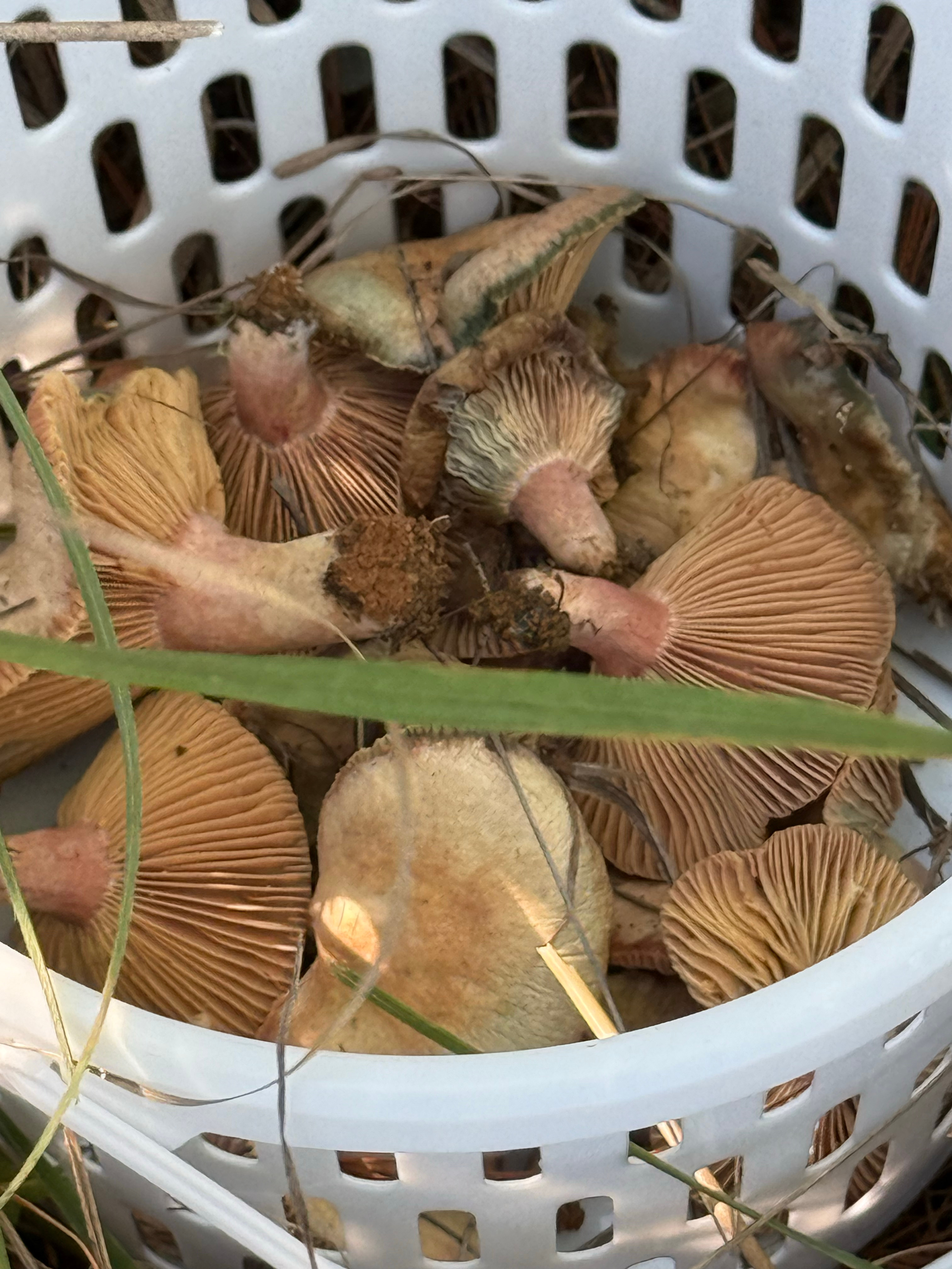 分享今天家里人去找菌子的照片！我没去w，让姐姐给我投送了hhhh某晏的美食生活