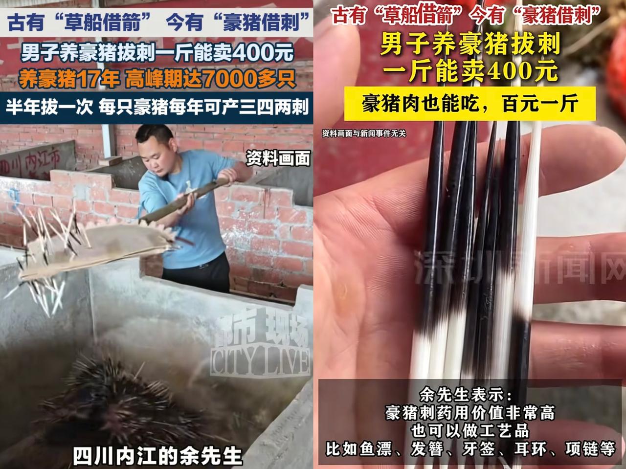 “古有草船借箭，今有豪猪借刺！”四川内江的余先生养了17年豪猪，从豪猪身上获取利