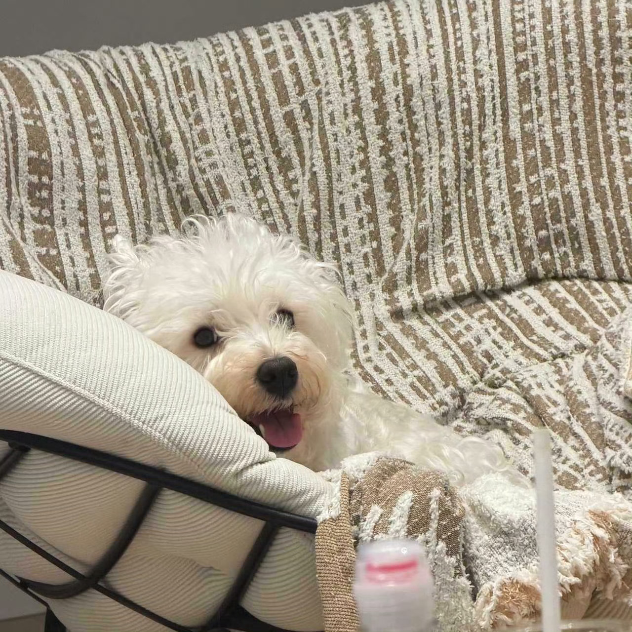 不呆 见妈笑的小呆