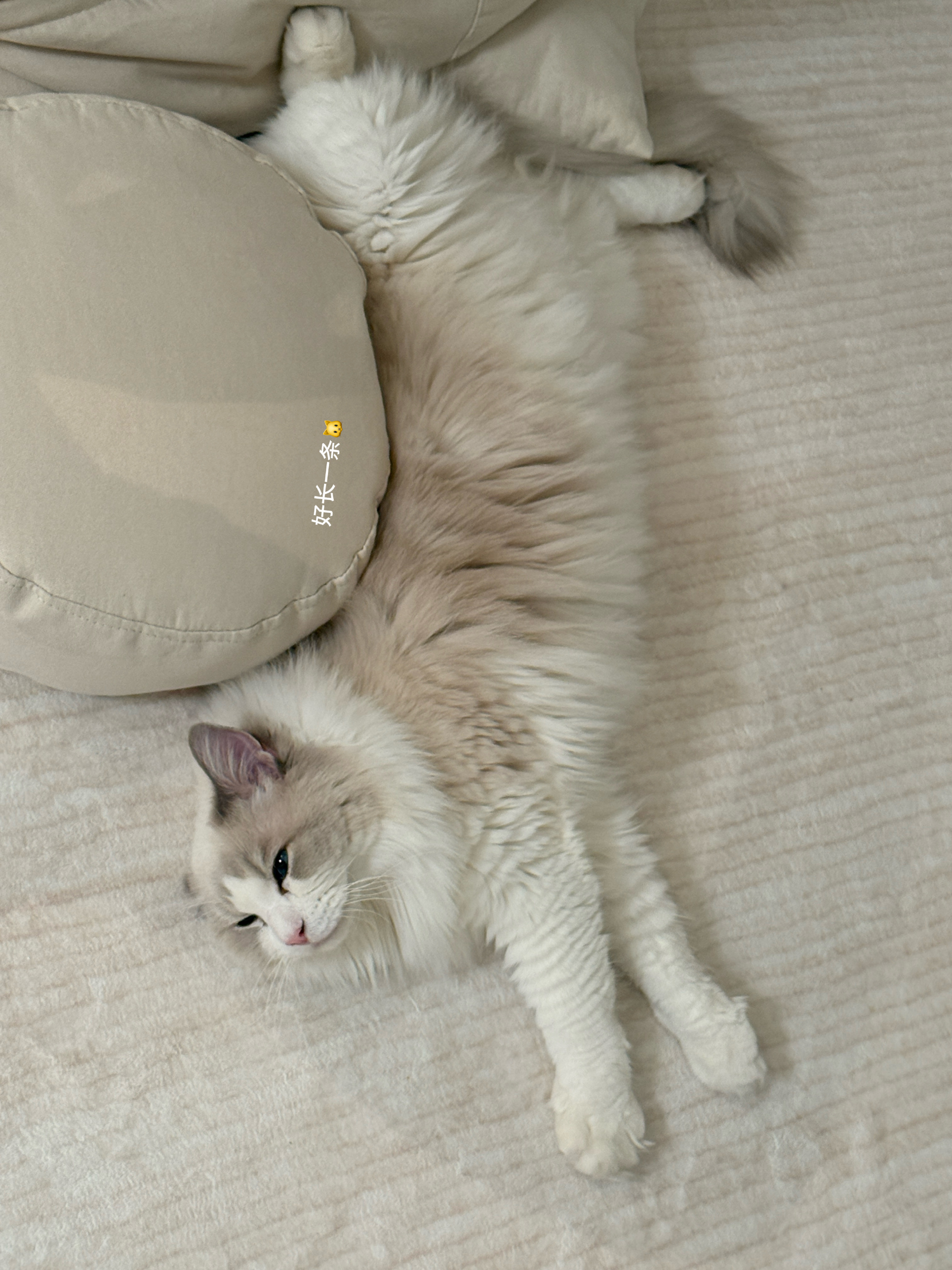 本猫咪过生日啦～～～ ​​​