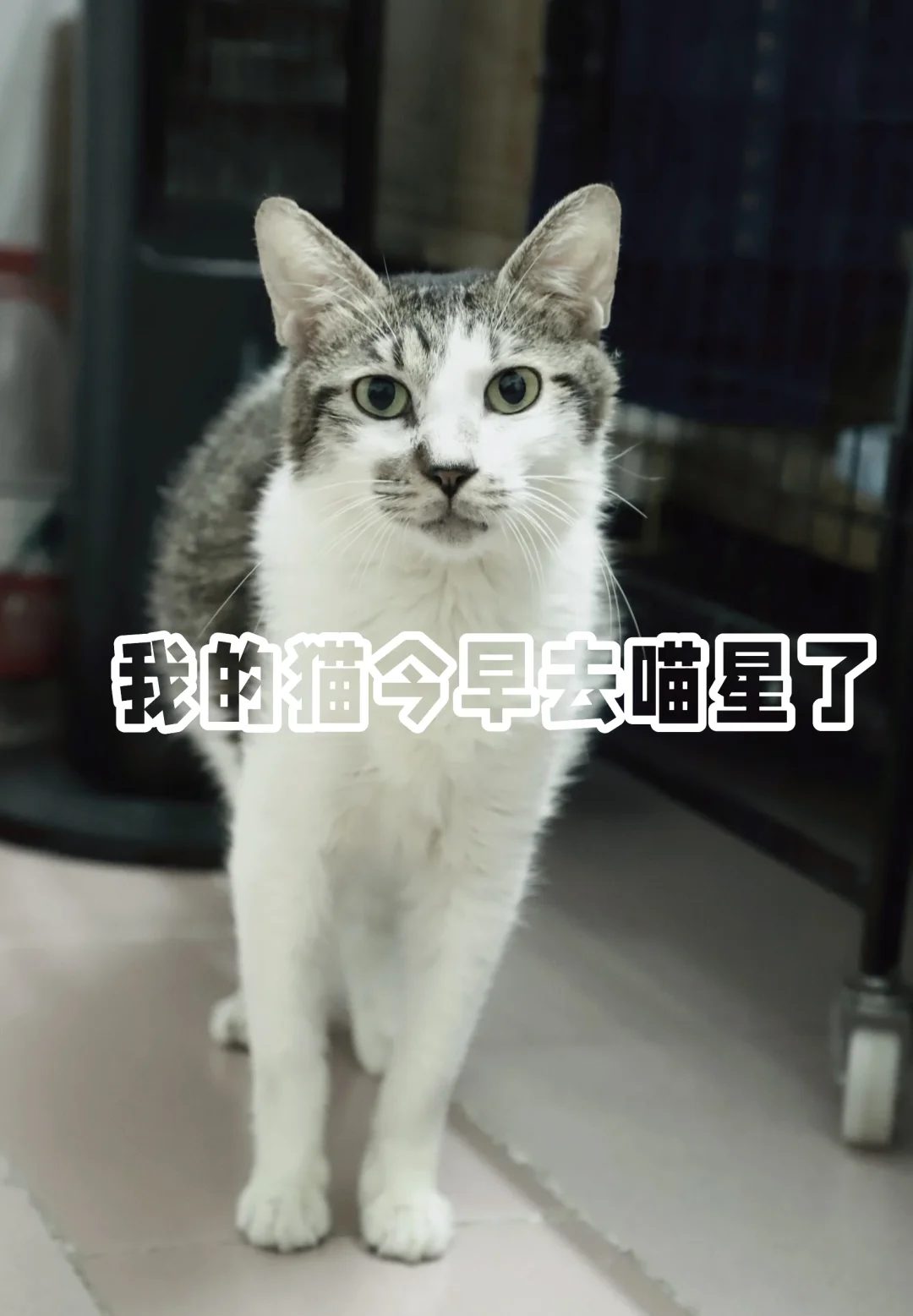 咸湿啊，去喵星找石头、金豆就不孤单了