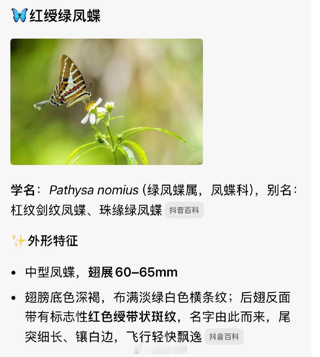 迪丽热巴蝴蝶原型迪丽热巴雨夜蝴蝶原型迪丽热巴雨夜蝴蝶原型红绶绿凤蝶 ​​​