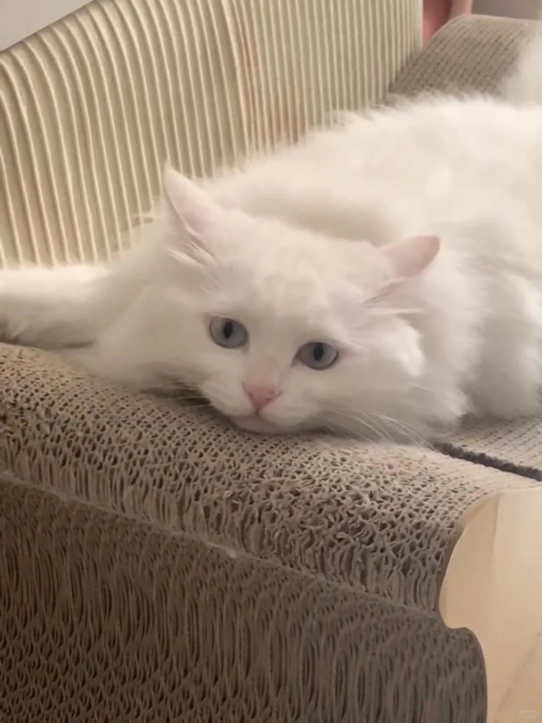 这是我在养猫跟风最对的一次！
