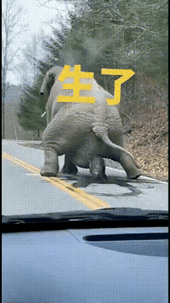 吉祥如意，
母象产子……