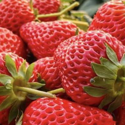 草莓的种植方法：一、幼苗：种植草莓前宜选用健康无病、根系发达的优质幼苗，这样有助