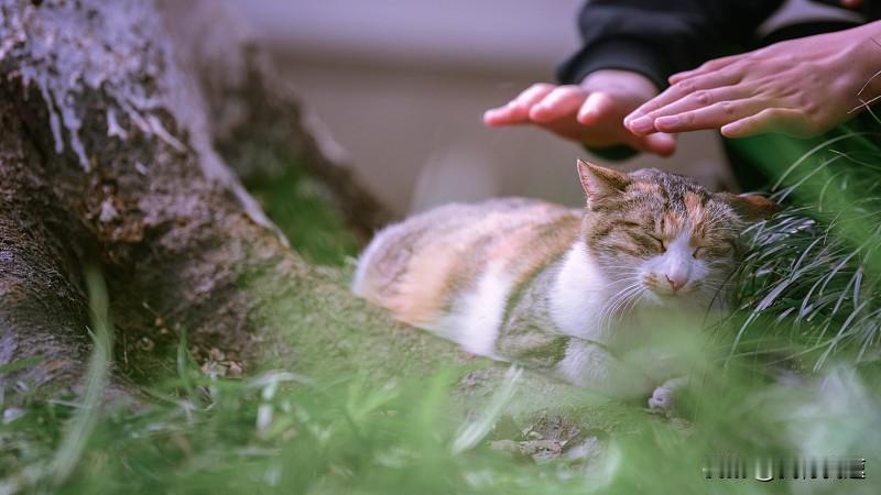 你问我答公园里的流浪猫你会帮助它们吗？