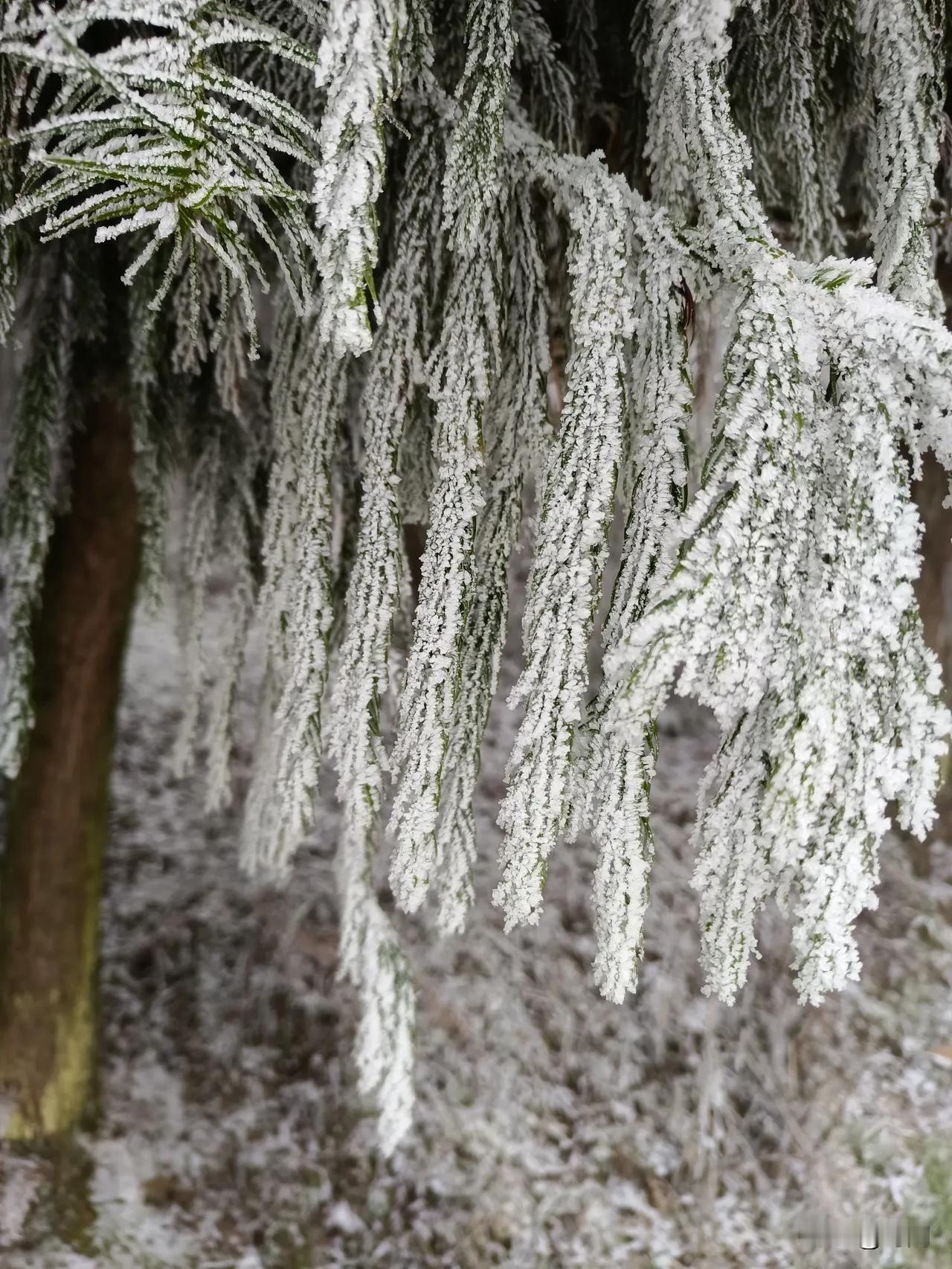 梦幻雪景，彭州天台。上升到一定海拔后，雾凇和冰凌挂满整个世界，仿佛进入童话故事。