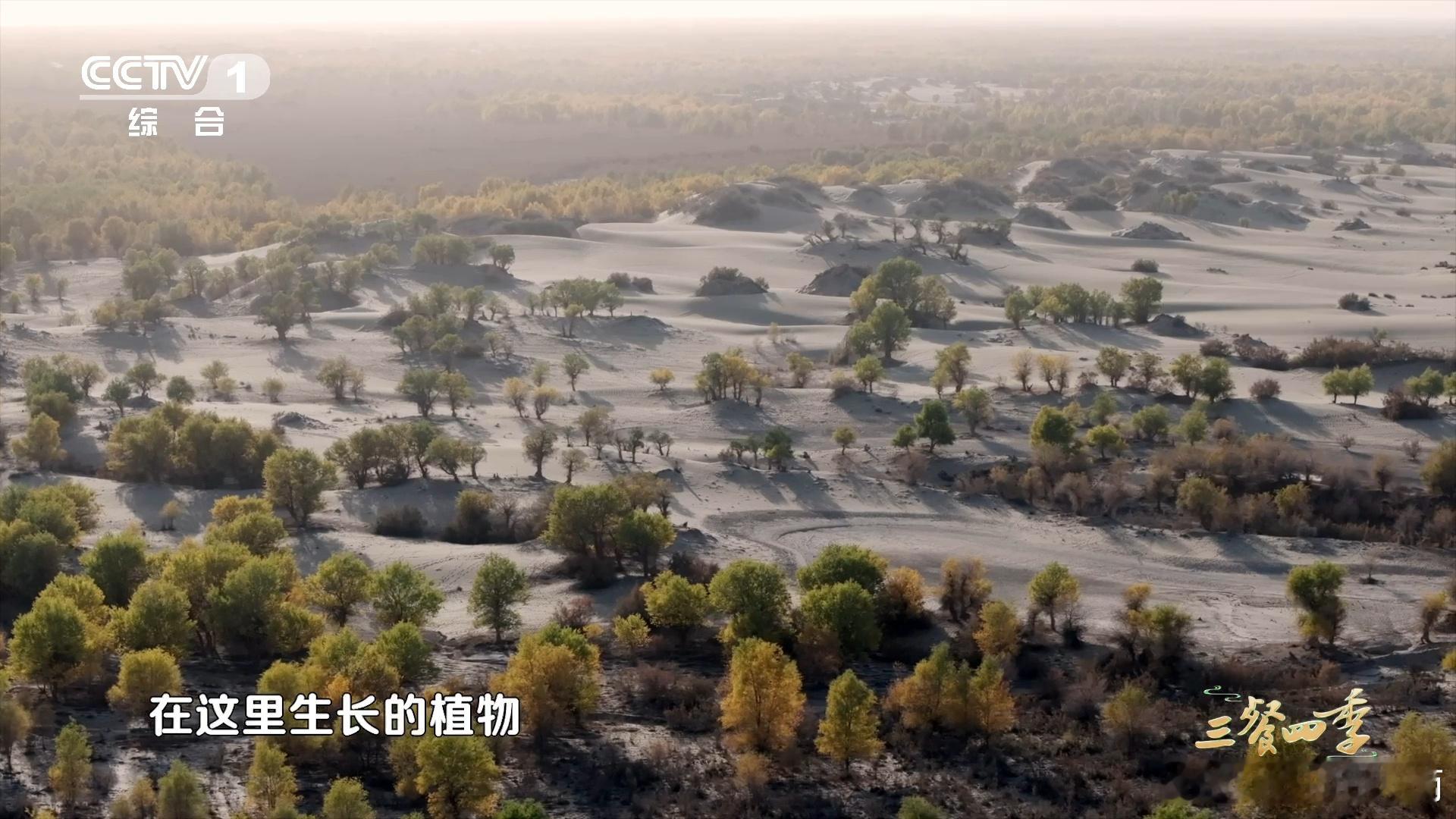 新疆羊怎么一身四川熊猫味  巴尔楚克羊在新疆，熊猫模样很吃香。药材为食肉质好，美