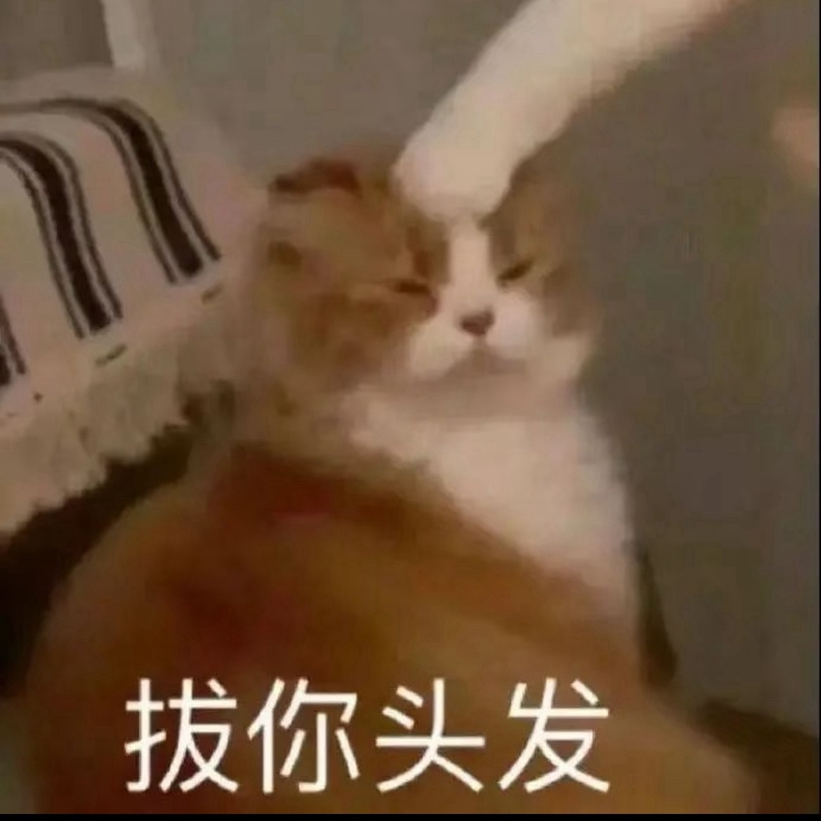 早！天又亮了，完全不顾及我困不困，说亮就亮。 