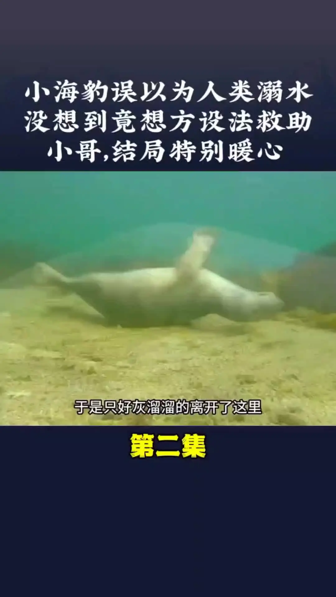 神奇的动物在 动物世界 动物的迷惑行为 万物皆有灵性 动物也有爱