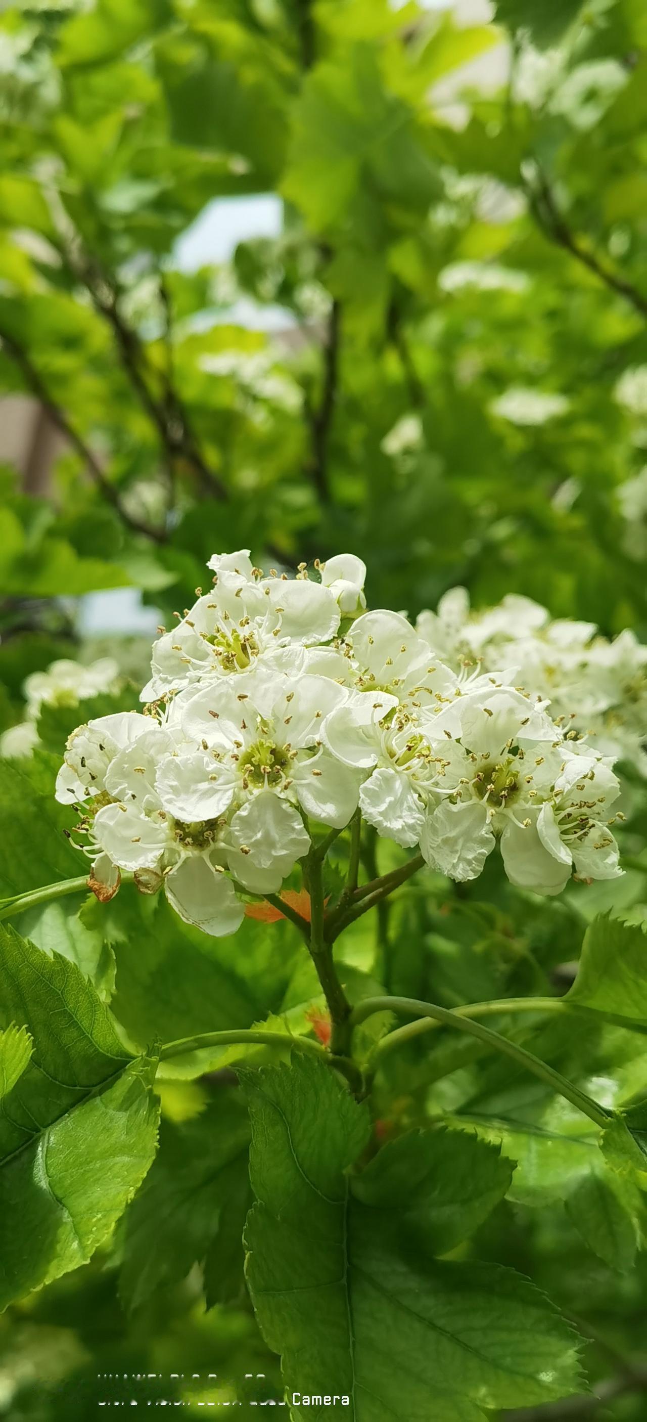 今天，收到微头条小秘书的邀请，参与头条创作训练营第5期。之前已经受邀参加过两期，