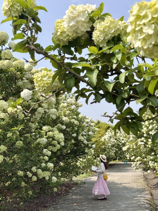 成都！！！今天的绣球花杀疯了！！！！！！