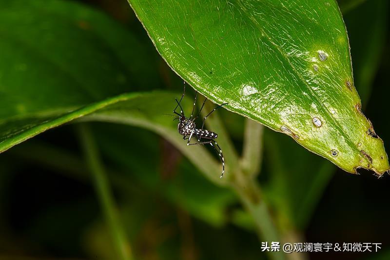 有没有发现今年蚊虫数量远超往年，出门散步、居家开窗，动不动就被叮咬，不少人感慨蚊