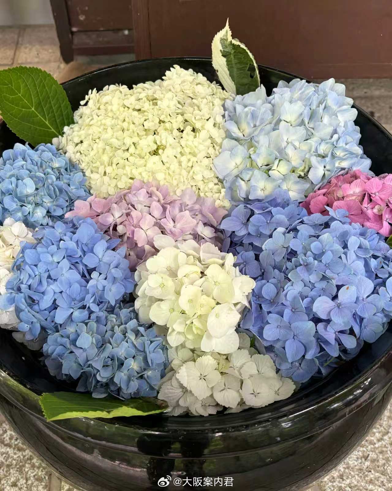 【神户 紫阳花】神户紫阳花地图｜6月限定的雨季浪漫💙谁说梅雨季只能宅在家？每年