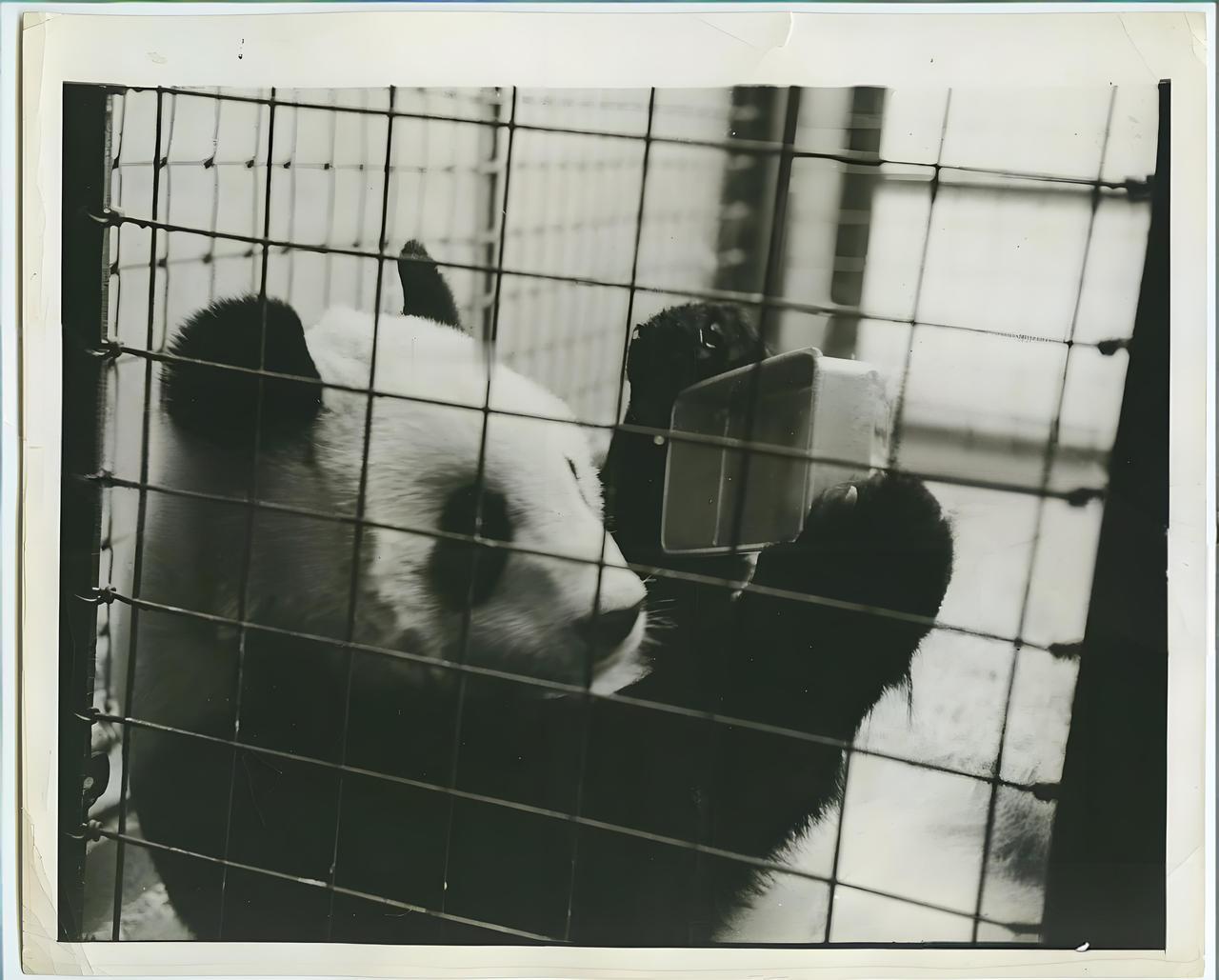 1939年，大熊猫“潘潘”在美国，一张罕见的留影，拍摄地点在美国纽约布朗克斯动物