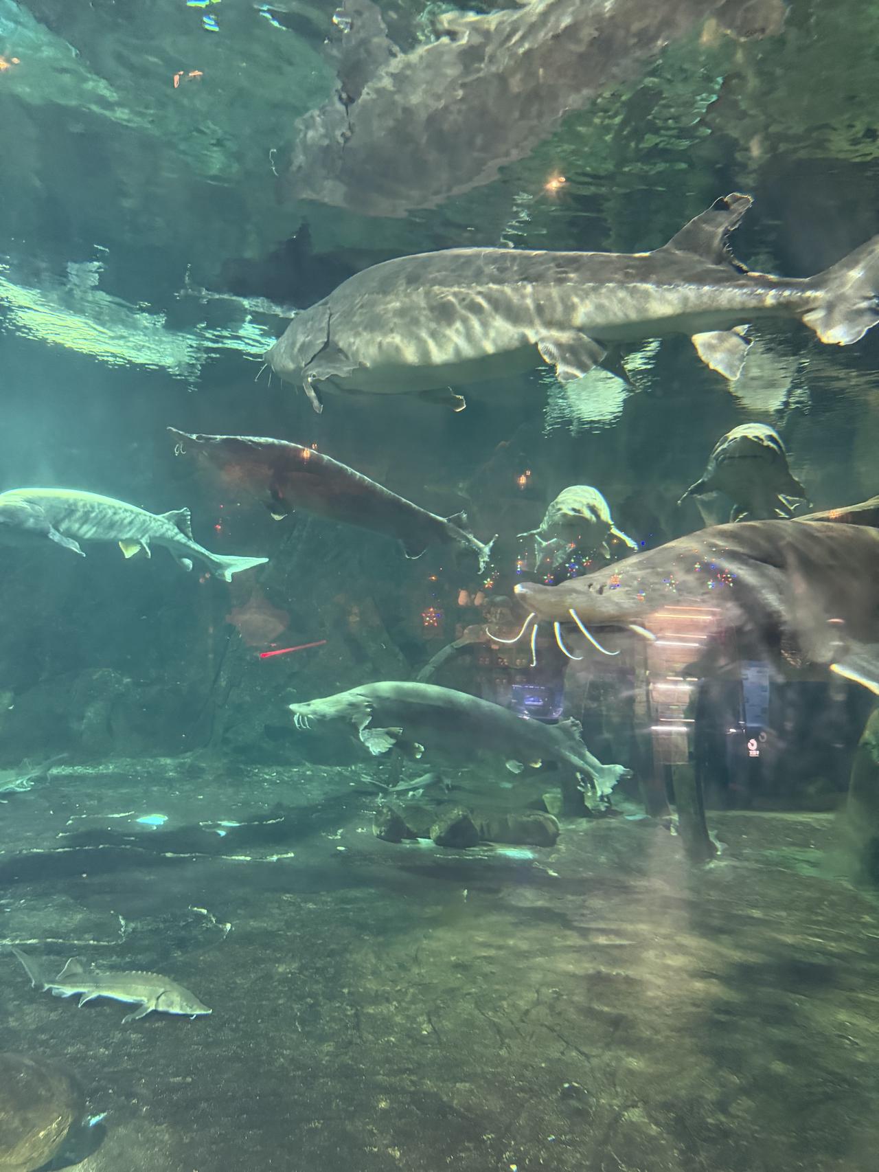 清明假期第二天，打开华夏文旅西安度假区，给想去的小伙伴几个建议。

1、首先查询