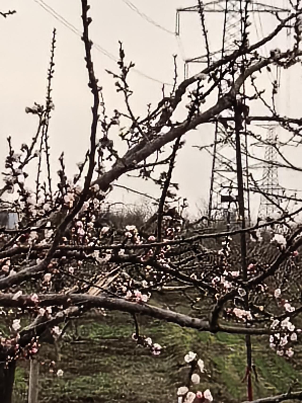 春日生活打卡季韩城城市运动公园旁边的农田，有许多桃园，每天散步都能看见花的变化。