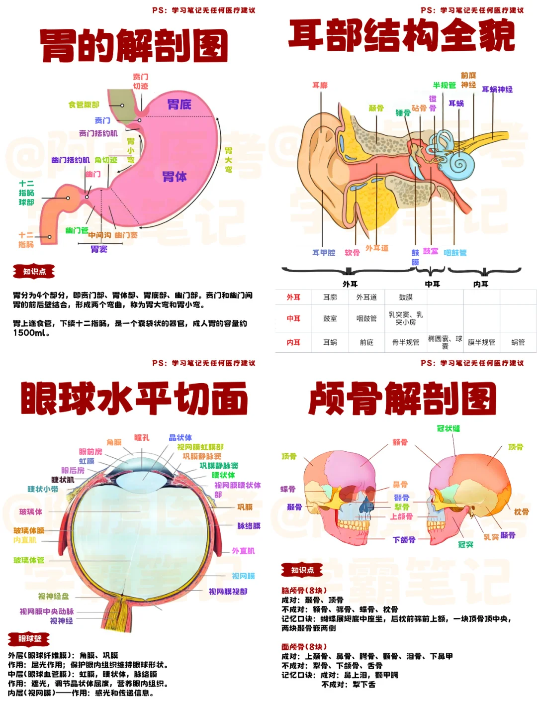 医学生笔记📒｜系统解剖学6👆