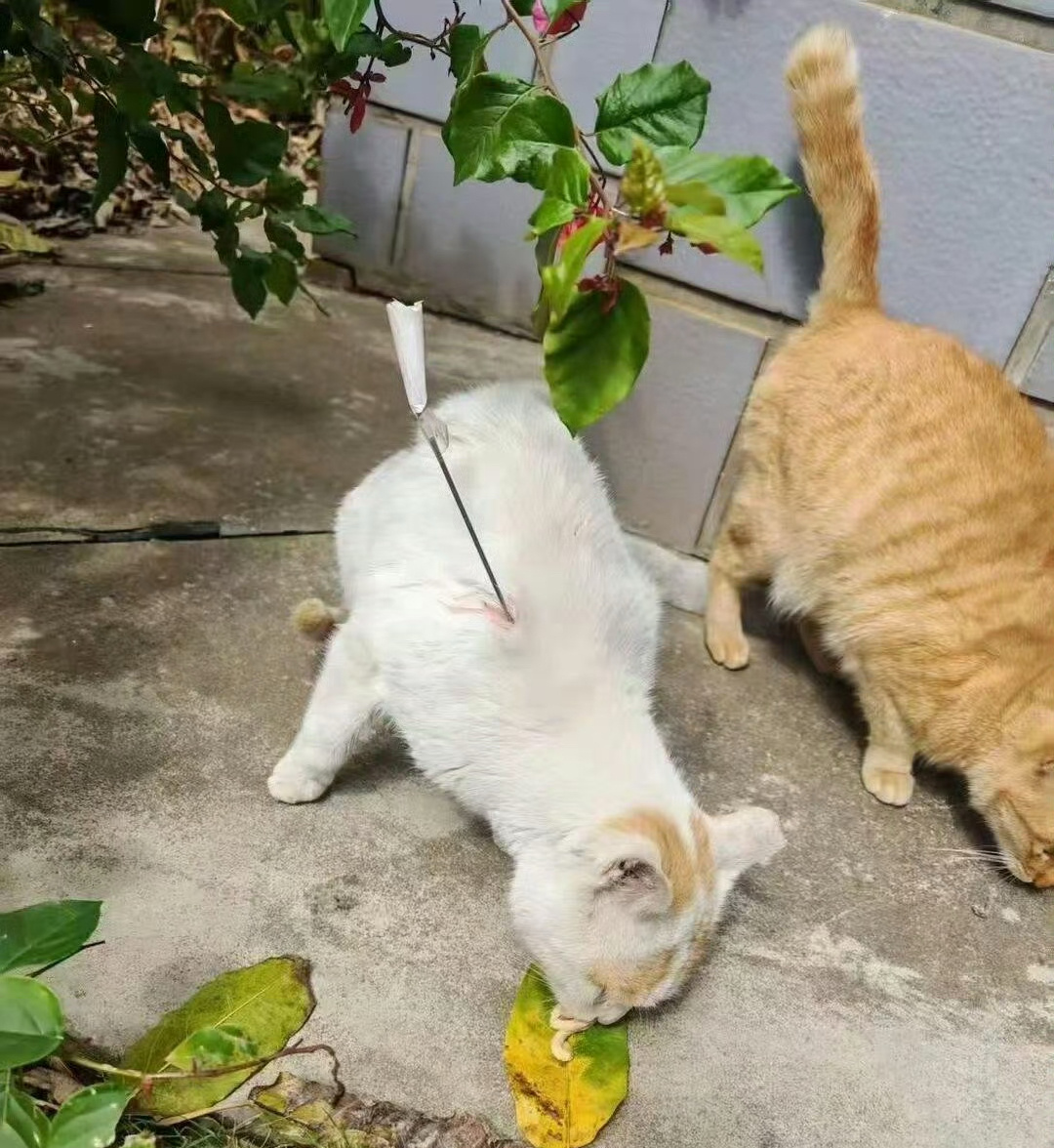 警方通报男子自制箭射伤数只猫 已经不仅射猫猫了，连人还射👮车了，还发到处发图和