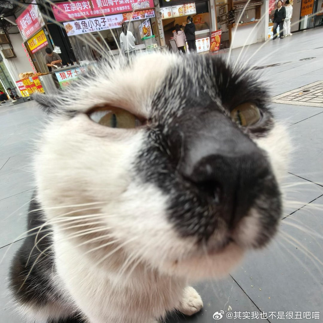 50510【丑猫】只是被抚摸… 