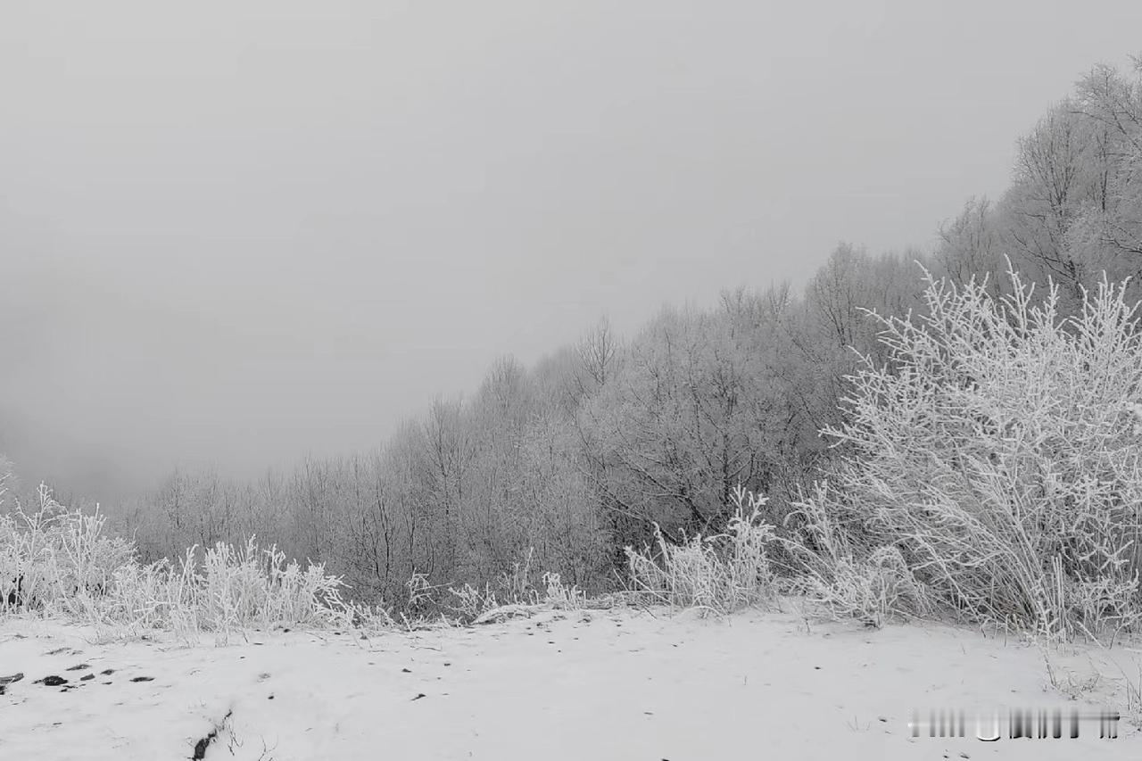 昨天北京下了一场雪，驱车到北京灵山观雪有感而发。

《灵山看雪》

乙巳年正月初