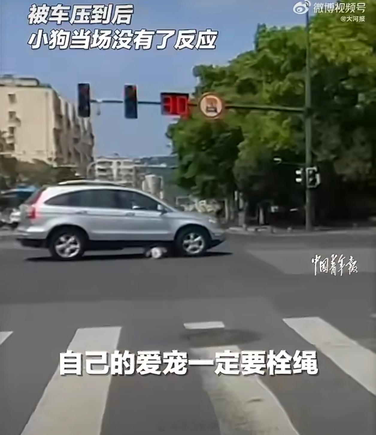 狗狗未牵绳被碾压主人当场崩溃虽有点共情主人的崩溃，朝夕相伴的狗狗突然离世，换谁都