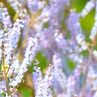 0000麝香木种植1、繁殖方法：春季4月至5月或秋季9月至10月进行播种，也可用