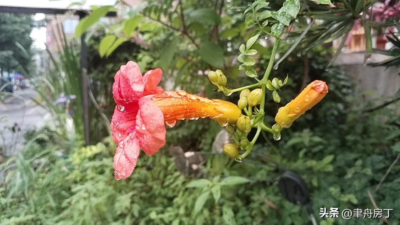 梨花朵朵开。