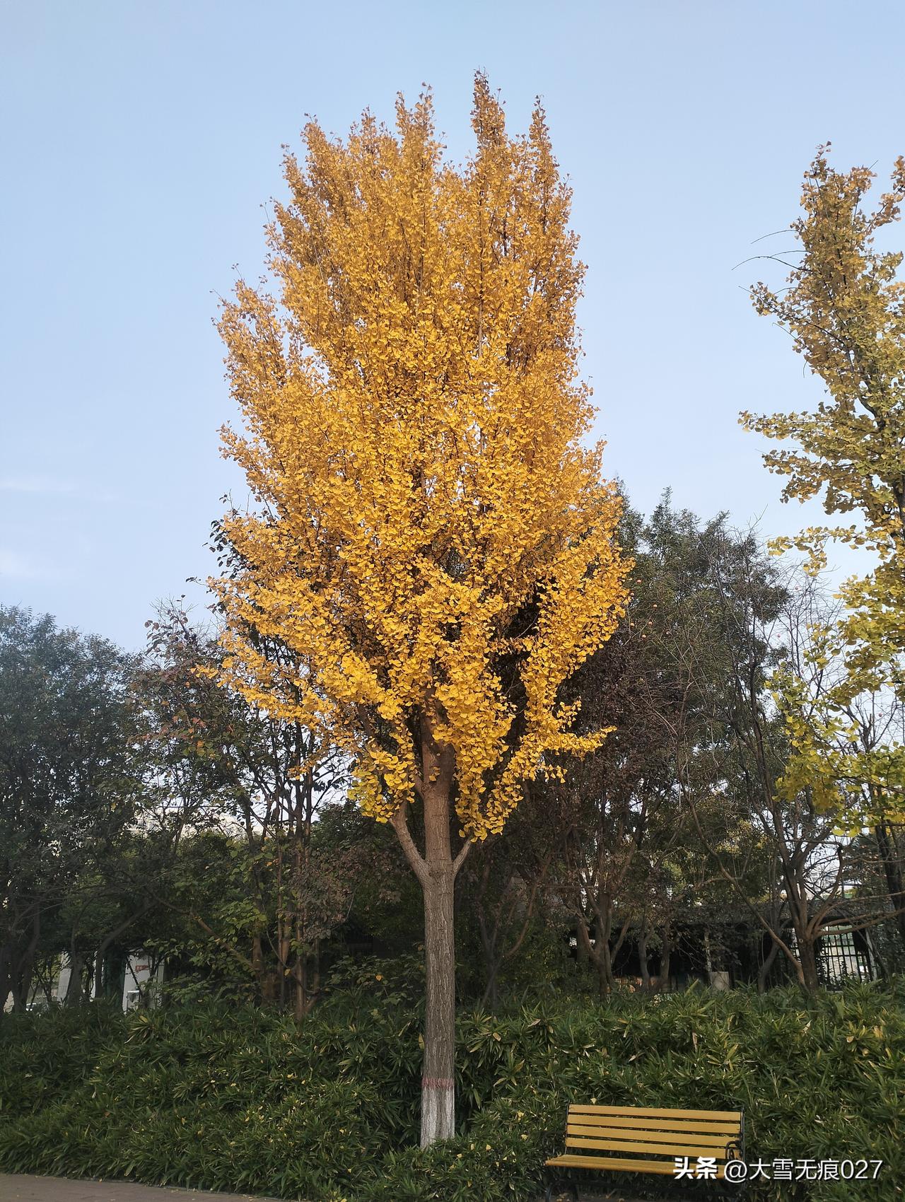树高千尺，勿忘根！
 
过年回老家，得知发小大山发财了，大山早年外出打拼，过年时
