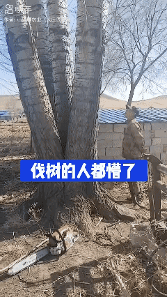 伐一棵树工钱给 100 元还少吗？[what]