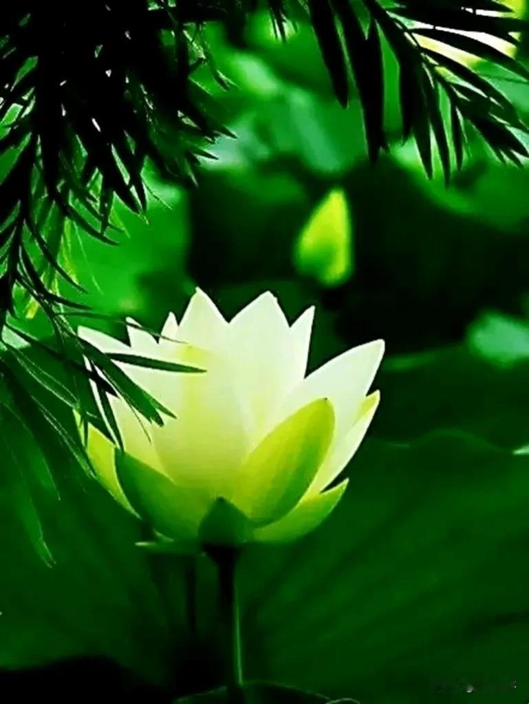 #下联：桂影婆娑舞秋风，诚邀上联# 
原创/刘忠学

上联：莲姿艳丽迎夏雨
  