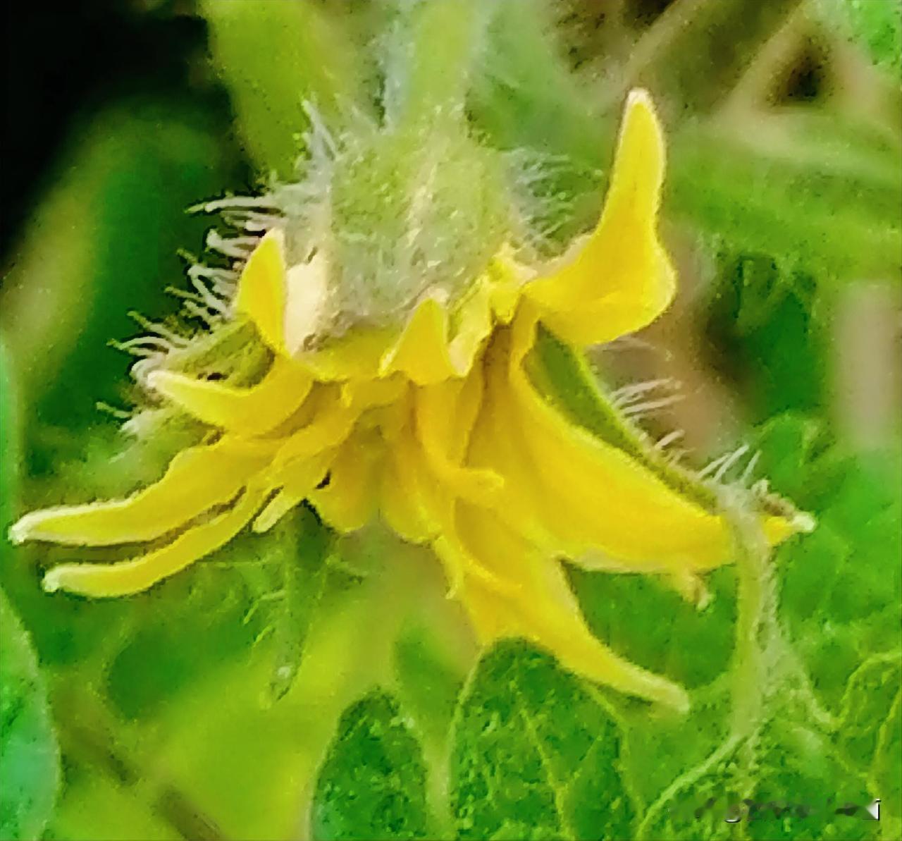 《西红柿花开，很快就能吃上露天西红柿啦（李林4月23日摄于汉中城固）》