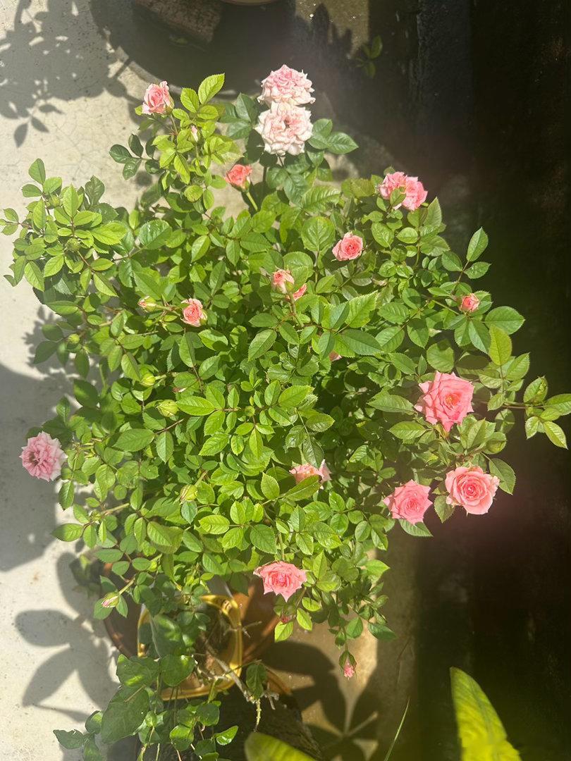 我的好朋友是绿色蔬菜  人到中年，没发福，没发腮，当然，也没发财