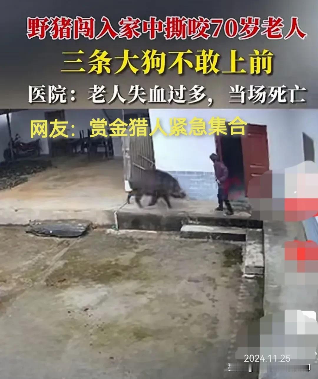 疯狂的野猪又闯大祸了！2024年11月24日，陕西一头疯狂的野猪闯入居民家中，撕