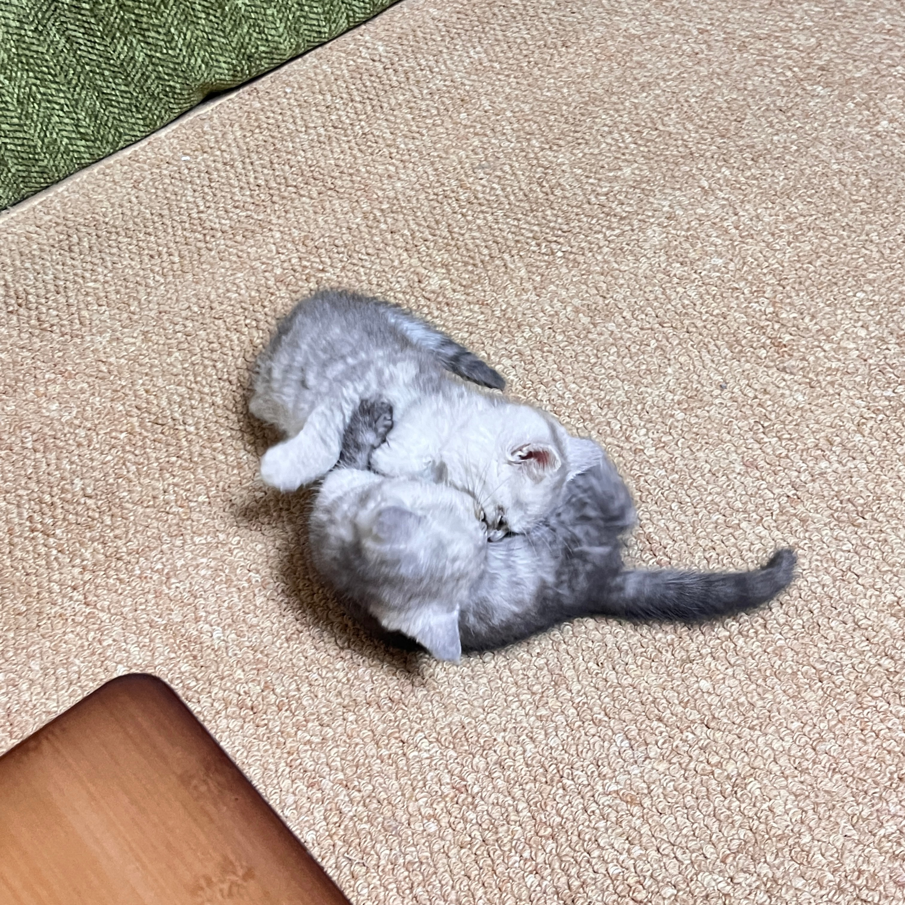 [抱一抱][抱一抱][抱一抱]萌鼠啦[抱一抱][抱一抱][抱一抱] ​​​