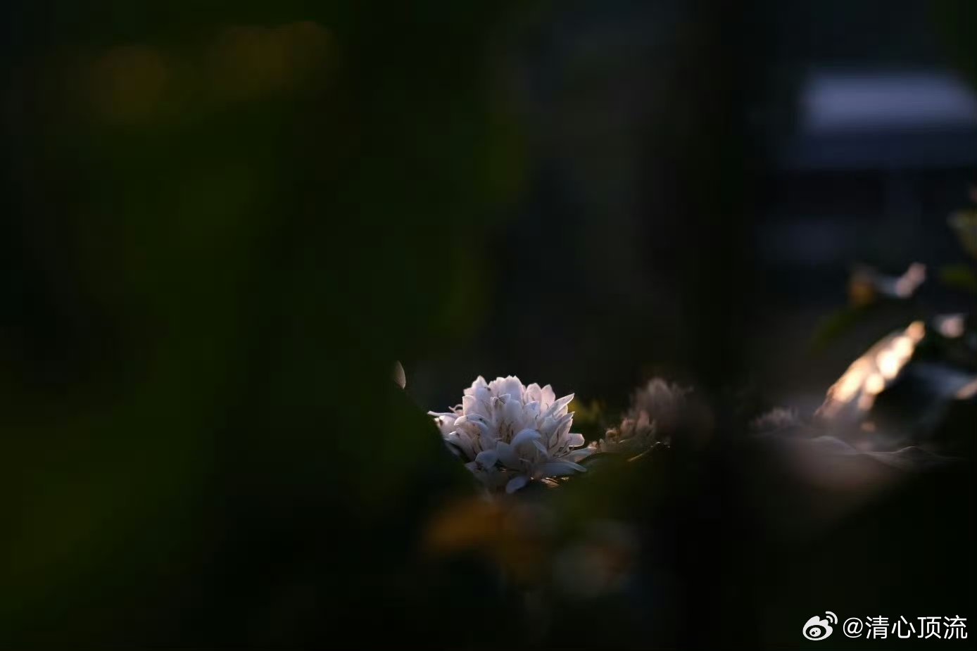 万千气象里的云南咖啡  云南的咖啡一直以来都做得非常的美味，而且在这里大家能够感