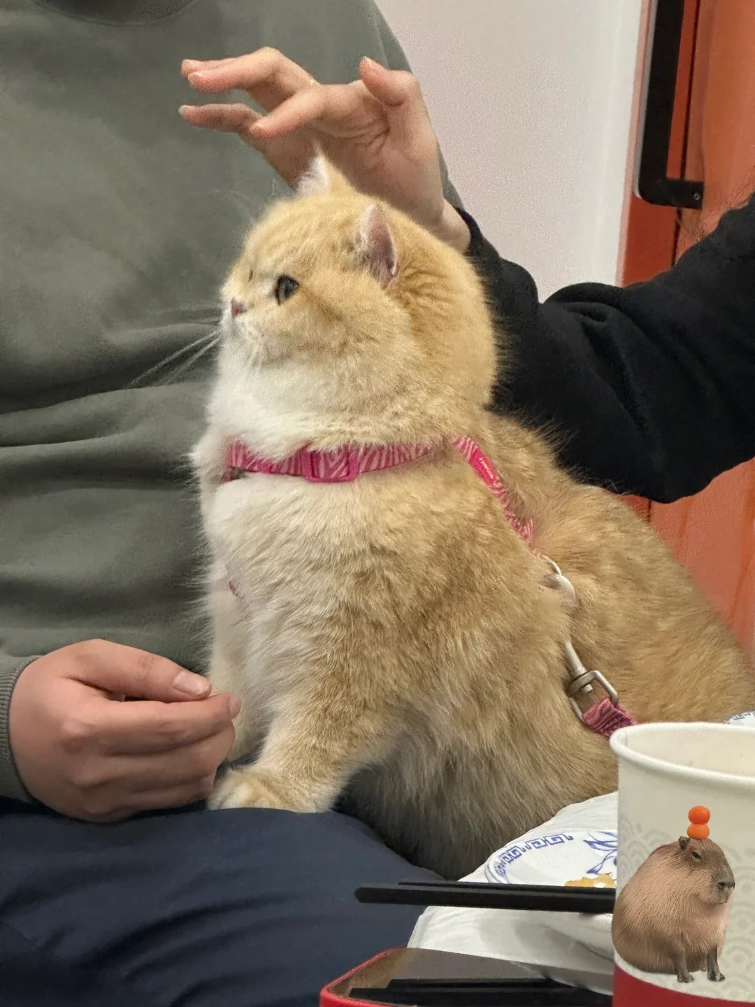 论养猫的人有多爱集周边
