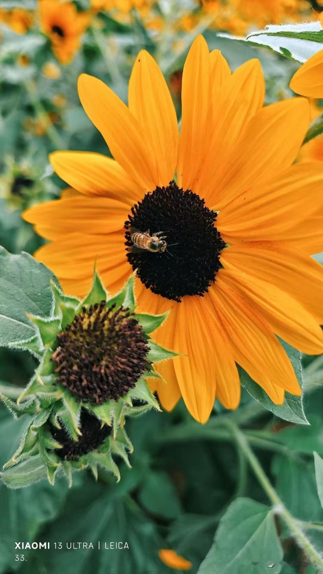 蹲下来看这片向日葵，风里裹着点阳光的甜香。
 
最大那朵的花盘上，蜜蜂正把肚子埋