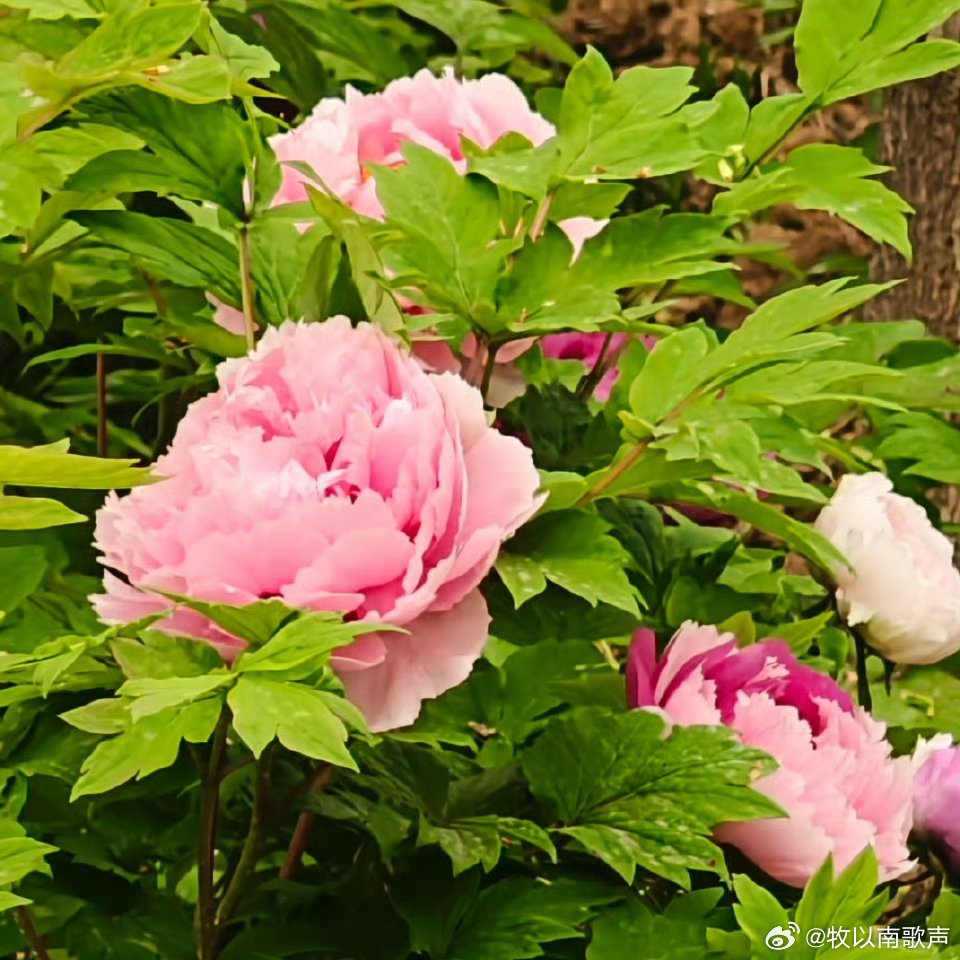 外籍友人组团来洛阳赏花 洛阳你别太宠！春天满城牡丹勾 着我，外国友人轻松领到99