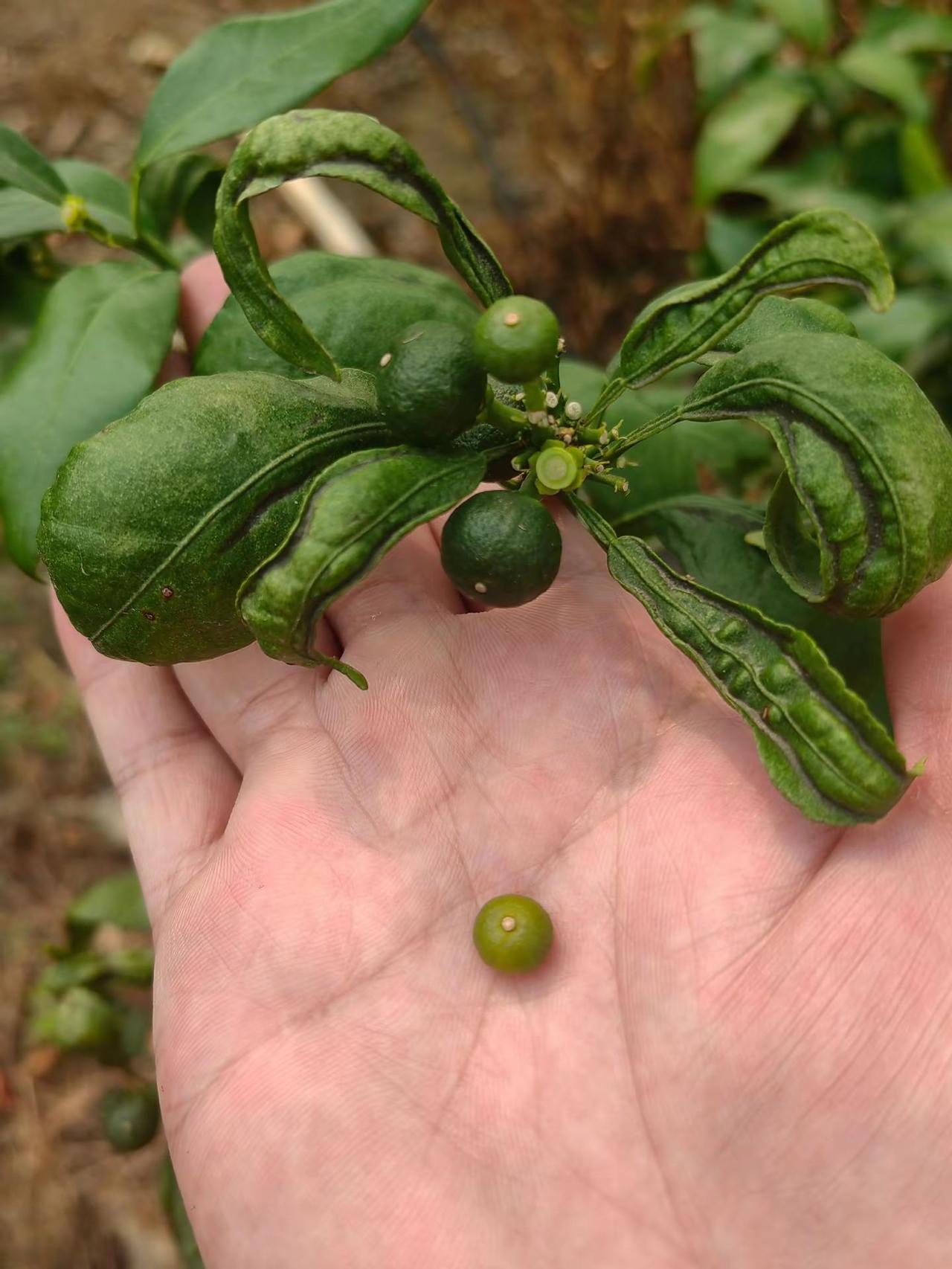 🌱 沃柑自然分果：读懂果树的“自我淘汰。沃柑谢花后出现的自然落果，本质就是果树