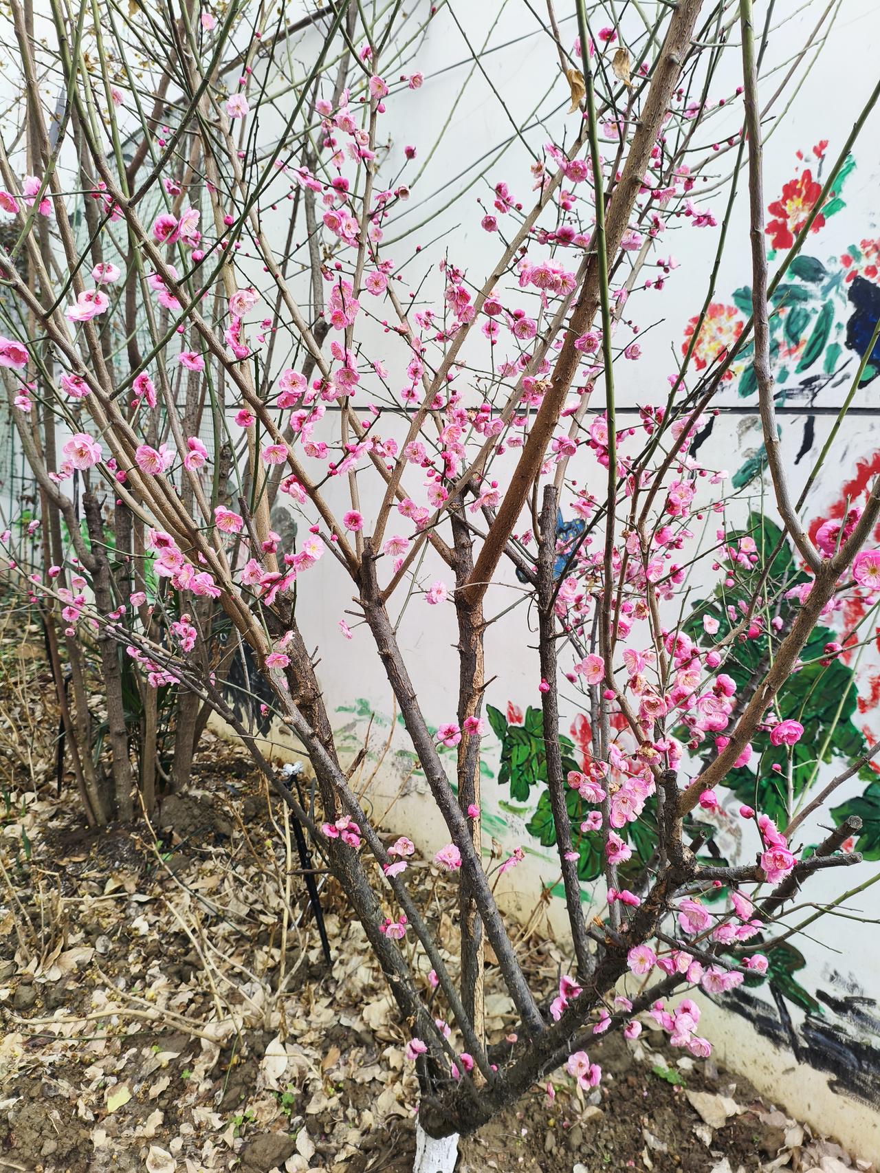 我家的梅花又开了，满树粉嘟嘟的，像撒了一把小桃花在枝头上。
 
它就长在院子的墙