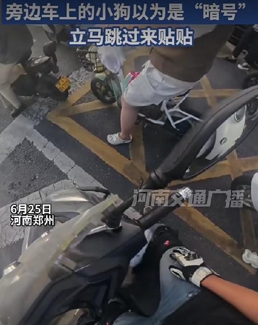 拍腿就是暗号！河南，一男子骑车等红灯，因天气炎热，他下意识地拍了拍大腿。没曾想，