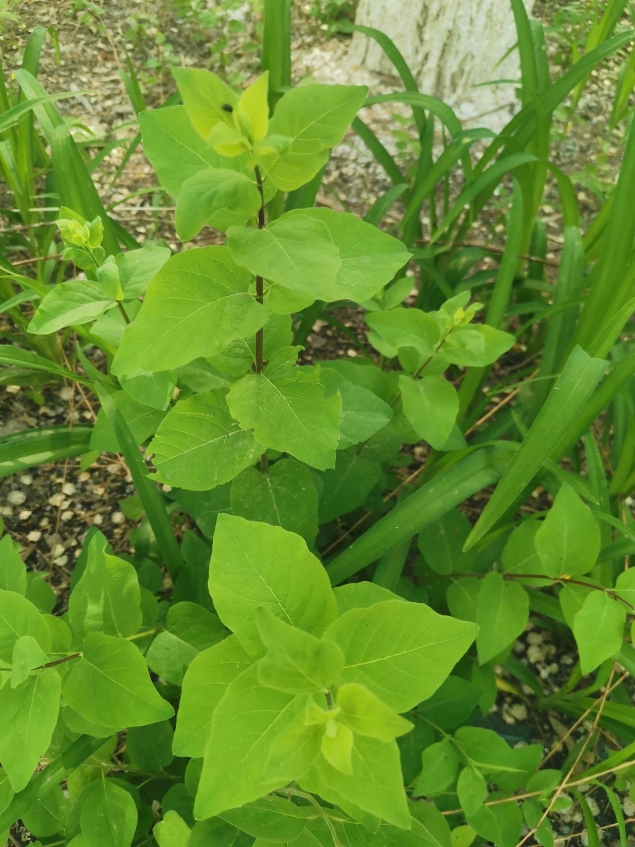 躺平是顿悟还是无能？不要学寒号鸟，冬天来了就尴尬了

“躺平”这个词，最近又火了
