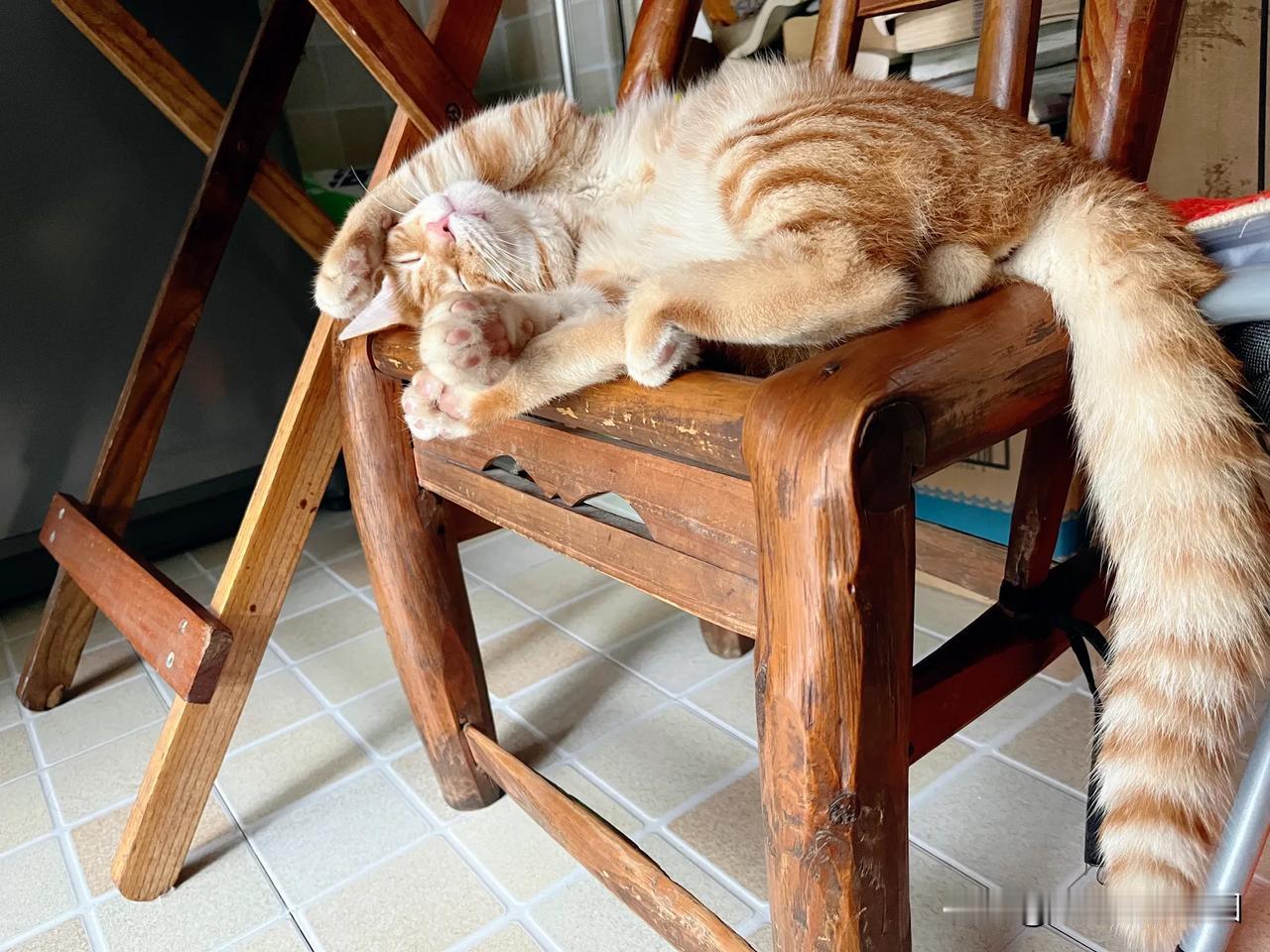 #怎么才能让猫更爱自己#非常简单，就是让它过得自在。大家知道，猫咪这种生物很特别